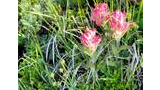 Pink wildflowers blooming among green grasses and foliage in a sunlit alpine meadow